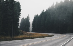 trees, nature, road