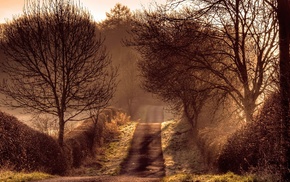 road, trees, nature