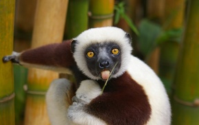 animals, nature