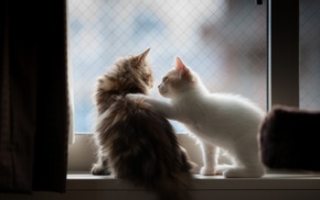 animals