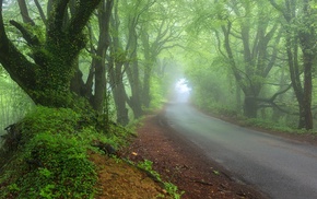 nature, road