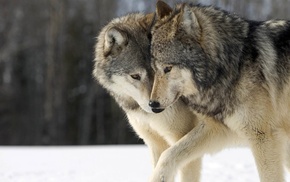 animals, happy, wolf