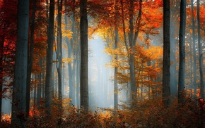 trees, landscape