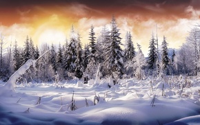 forest