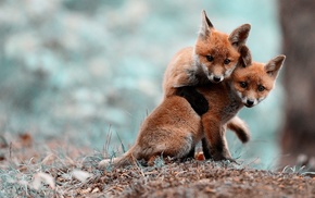 animals
