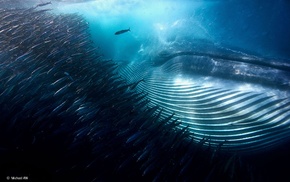 whale, animals, winner, photography, underwater, water