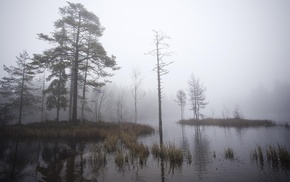nature, Sweden, trees, morning, mist, dry grass
