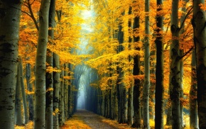 road, yellow, landscape, leaves, trees, colorful