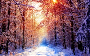 forest