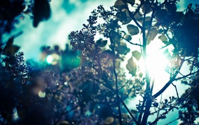 branch, trees, Sun, sun rays, leaves