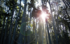 nature, trees
