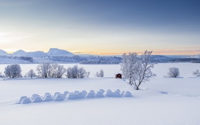 trees, landscape, winter