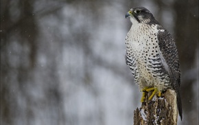 falcons, animals