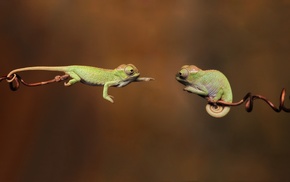 chameleons, animals, branch, reptile