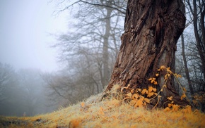 mist, trees