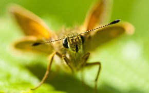 lepidoptera, macro