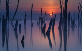 mist, reflection, dead trees, nature, atmosphere, lake