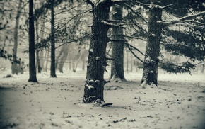 trees, snow