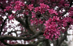 trees, leaves