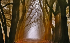 nature, trees, mist