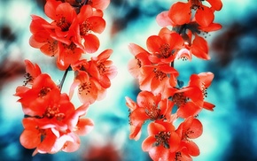 flowers, macro