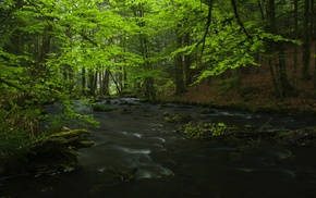 trees, river