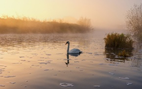 lake, birds, swans