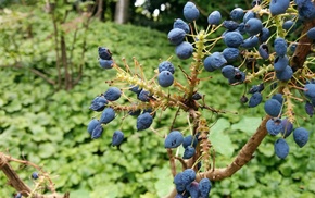nature, berries