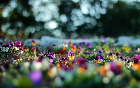 flowers, plants