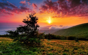 plants, landscape