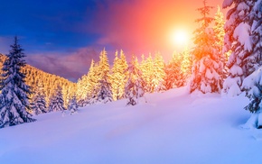 snow, landscape, pine trees