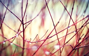 photography, twigs, depth of field, nature