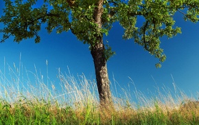 photography, trees, nature