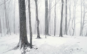 winter, trees, snow, photography