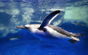 birds, animals, penguins, underwater