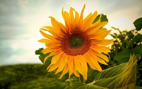 sunflowers, nature