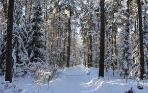 nature, snow