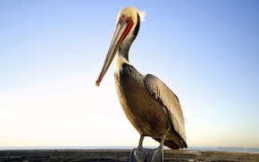 pelicans, nature, animals, birds