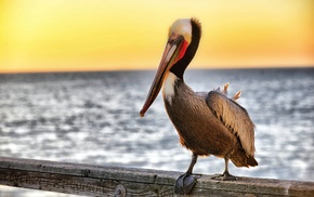 pelicans, animals, nature, birds