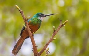 hummingbirds, birds, nature, animals