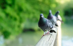 photography, birds, animals, pigeons