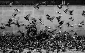 animals, pigeons, birds, monochrome, motion blur, photography