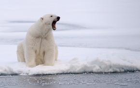 animals, polar bears, photography