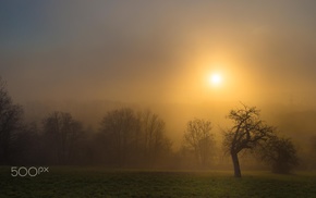 photography, nature