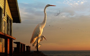 birds, photography, animals, egret