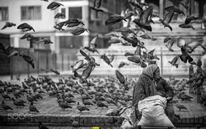 city, photography, birds