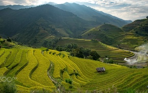 photography, nature, rice paddy