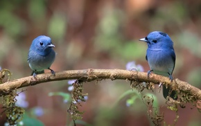 nature, birds, photography