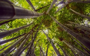 photography, nature