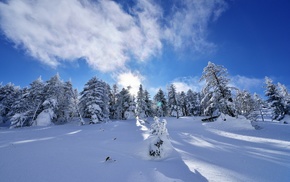 landscape, trees, snow, winter